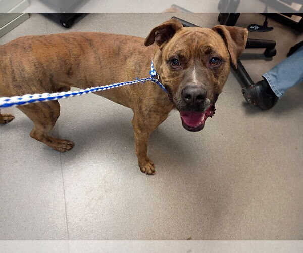 Medium Photo #4 Mutt Puppy For Sale in La Porte, IN, USA