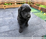 Small #1 Goldendoodle