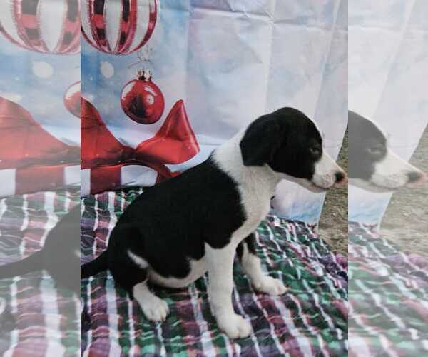 Medium Photo #6 Australian Shepherd-Beagle Mix Puppy For Sale in Wakefield, RI, USA