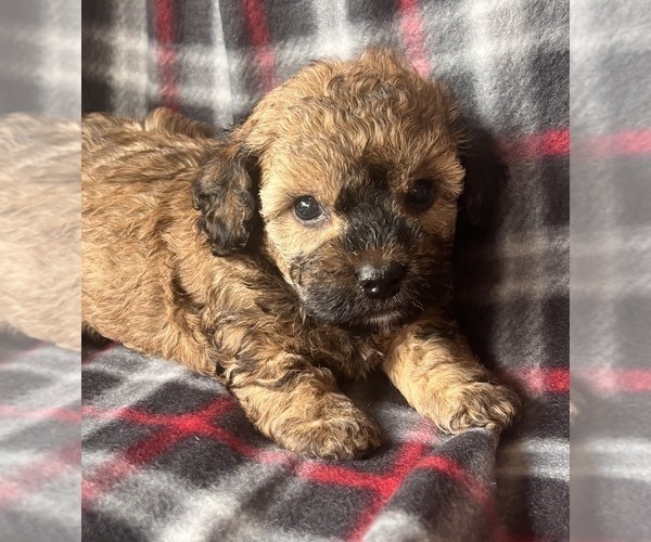 Medium Photo #1 Poodle (Toy) Puppy For Sale in Lexington, NC, USA