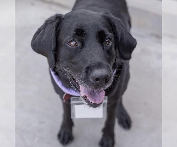 Medium Photo #12 Labrador Retriever Puppy For Sale in San Diego, CA, USA
