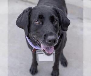Runa - Female Labrador Retriever Dog for Adoption - Photo #12