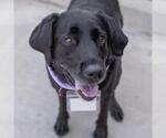 Small #11 Labrador Retriever