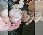 Small Photo #22 American Corgi Puppy For Sale in NOWATA, OK, USA