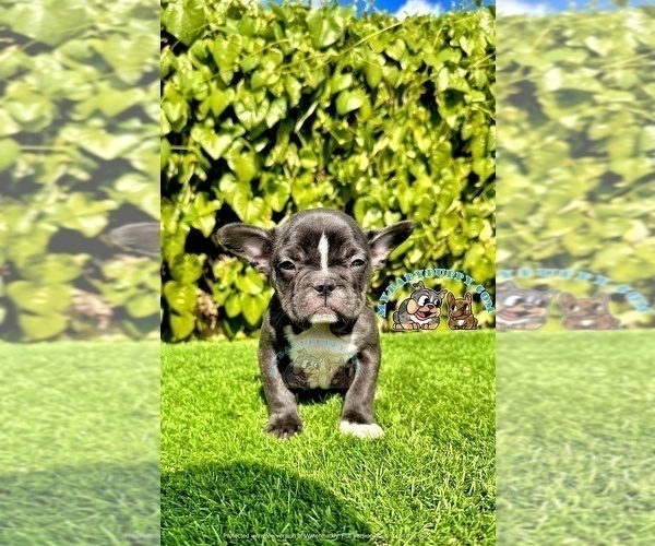 Medium Photo #1 French Bulldog Puppy For Sale in SAN DIEGO, CA, USA