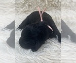 Small Photo #18 Goldendoodle Puppy For Sale in PIERSON, FL, USA