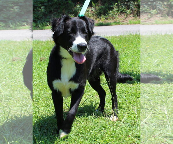 Medium Photo #1 Border Collie-Unknown Mix Puppy For Sale in Prattville, AL, USA