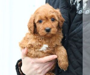 Maltipoo Puppy for sale in EPHRATA, PA, USA