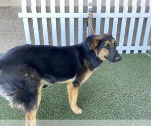 German Shepherd Dog Dogs for adoption in Modesto, CA, USA