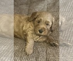 Small #4 Goldendoodle (Miniature)