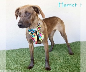 Boxador Dogs for adoption in San Diego, CA, USA