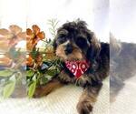 Small #1 Schnoodle (Miniature)