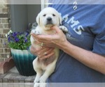 Small #2 Labrador Retriever
