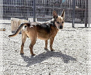 Mutt Dogs for adoption in Diamondville, WY, USA