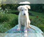 Small #2 German Shepherd Dog