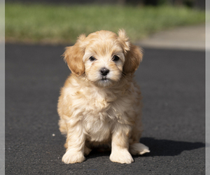 Bichpoo-Maltipoo Mix Puppy for sale in LEESBURG, VA, USA