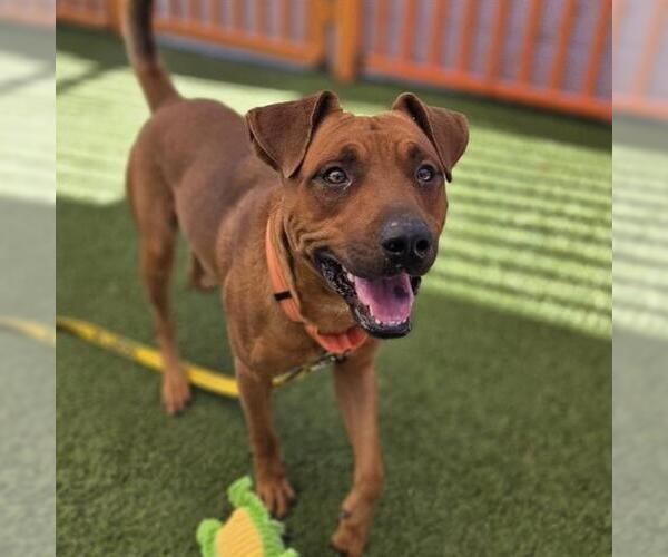 Medium Photo #1 Mutt Puppy For Sale in Las Vegas, NV, USA