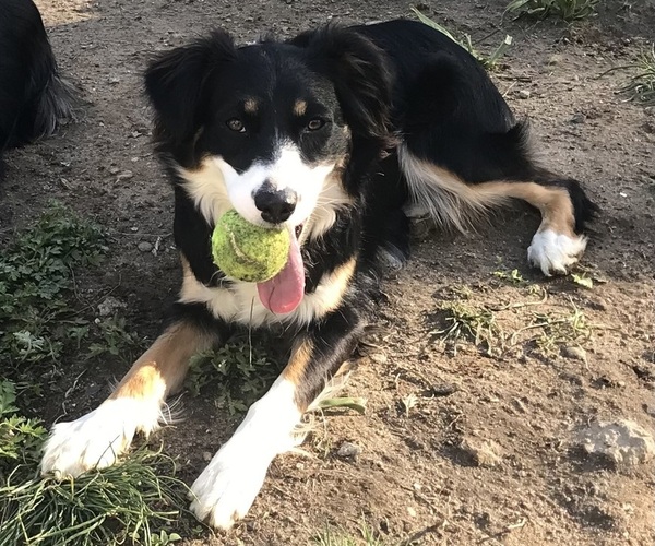 Medium Photo #1 Australian Shepherd Puppy For Sale in OLD LYME, CT, USA