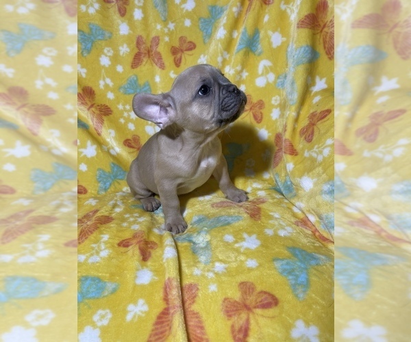 Medium Photo #1 French Bulldog Puppy For Sale in CARROLLTON, TX, USA