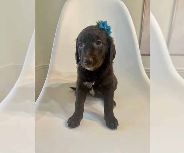 Medium Photo #3 Goldendoodle Puppy For Sale in JENKS, OK, USA