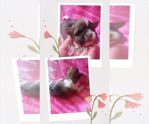 Morkie-Yorkshire Terrier Mix Puppy for sale in WOBURN, MA, USA