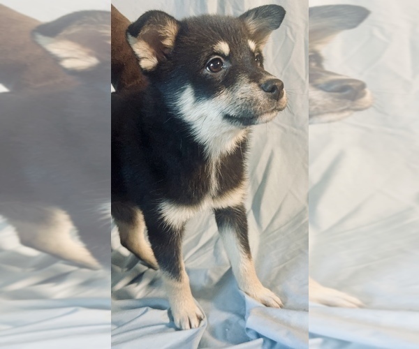 Medium Photo #1 Pomsky-Shiba Inu Mix Puppy For Sale in NASHUA, NH, USA