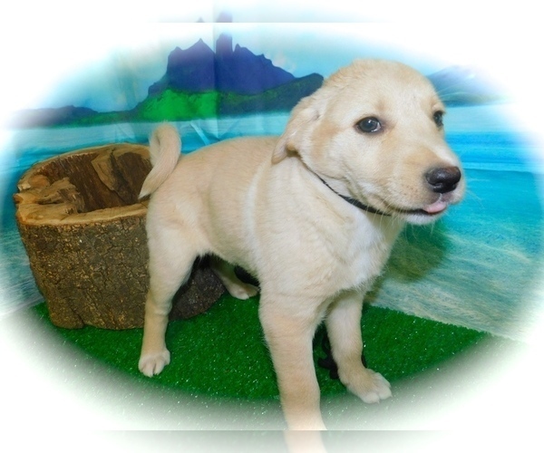 Medium Photo #3 Collie-Labrador Retriever Mix Puppy For Sale in HAMMOND, IN, USA