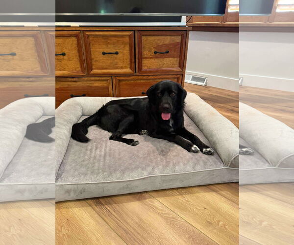 Medium Photo #2 Mutt Puppy For Sale in Westwood, NJ, USA