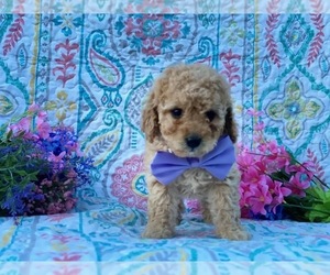 Cavapoo Puppy for sale in LANCASTER, PA, USA