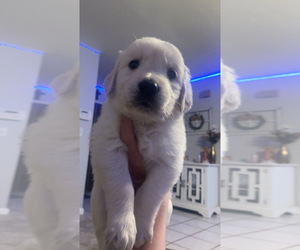 Golden Retriever Puppy for Sale in CAMARILLO, California USA