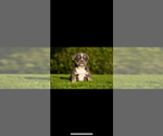 Small #3 French Bulldog