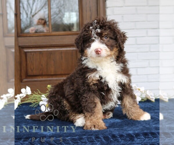 Medium Photo #3 Bernedoodle (Miniature) Puppy For Sale in NARVON, PA, USA