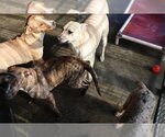 Small Photo #13 Plott Hound-Retriever  Mix Puppy For Sale in Sebec, ME, USA