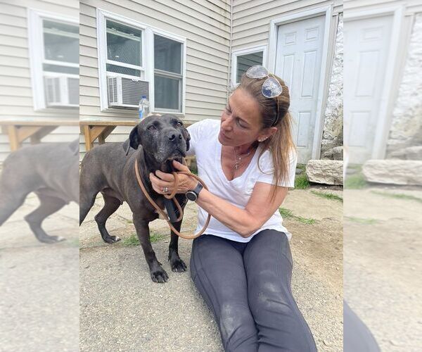 Medium Photo #4 American Staffordshire Terrier-Labrador Retriever Mix Puppy For Sale in Brewster, NY, USA