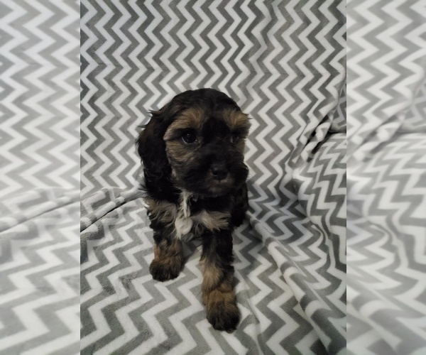 Medium Photo #1 Cavapoo Puppy For Sale in HENDERSON, NV, USA