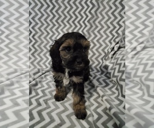 Cavapoo Puppy for sale in HENDERSON, NV, USA