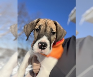 Great Dane Puppy for sale in FARMINGTON, MN, USA