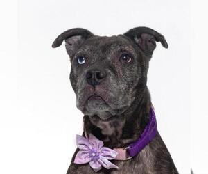 Mutt Dogs for adoption in Santa Maria, CA, USA