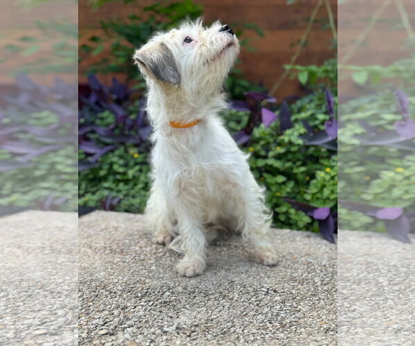 Medium Photo #6 Mutt Puppy For Sale in PIPE CREEK, TX, USA