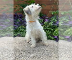 Small #5 Mutt