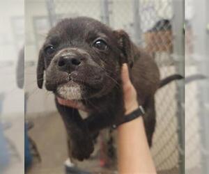 Labrador Retriever Dogs for adoption in Rosenberg, TX, USA