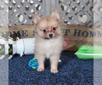 Small #2 Pomeranian