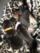 Small Photo #25 Great Dane Puppy For Sale in WARRENSBURG, MO, USA