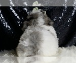 Small Photo #20 Maltipoo Puppy For Sale in WARSAW, IN, USA