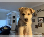 Small #1 Siberian Husky-pomeranian spitz Mix