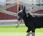 Small #3 German Shepherd Dog