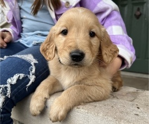 Golden Retriever Puppy for sale in BATTLE CREEK, MI, USA