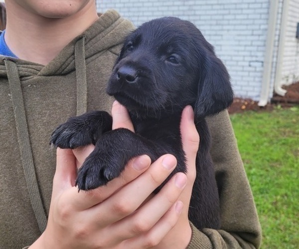 Medium Photo #23 Labrador Retriever Puppy For Sale in BONAIRE, GA, USA