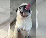 Small #3 Pug