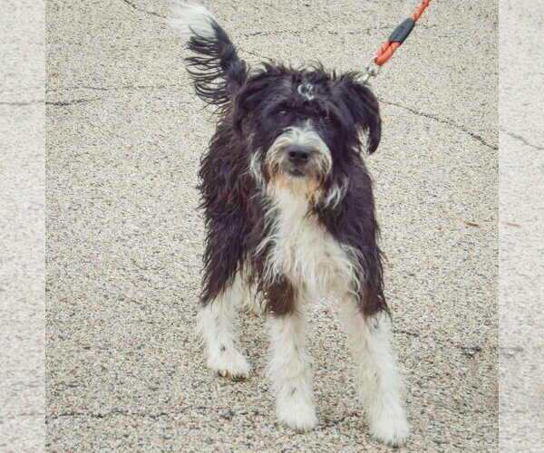 Medium Photo #2 Mutt Puppy For Sale in Huntley, IL, USA